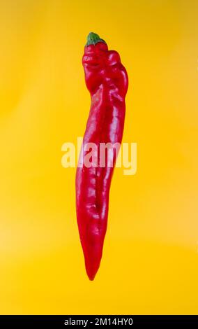 Roter, spitz zulaufender süßer Pfeffer auf hellgelbem Hintergrund Stockfoto