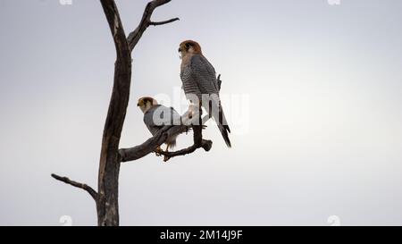 Rothalsfalke (Falco chicquera) Kgalagadi Transfrontier Park, Südafrika Stockfoto