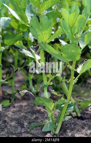 Verwelken und Trocknen von Blattspitzen Faba Bohnenpflanzen durch eine Pilzerkrankung verursacht. Stockfoto