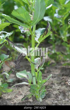 Verwelken und Trocknen von Blattspitzen Faba Bohnenpflanzen durch eine Pilzerkrankung verursacht. Stockfoto