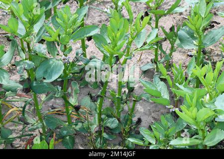 Verwelken und Trocknen von Blattspitzen Faba Bohnenpflanzen durch eine Pilzerkrankung verursacht. Stockfoto