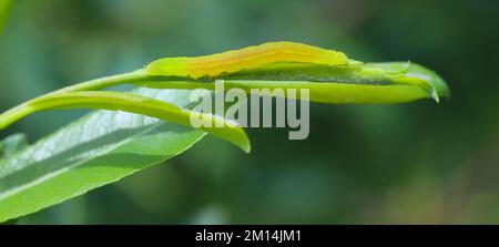 Leuchtend grüne Mottenraupe auf Weidenblättern. Stockfoto