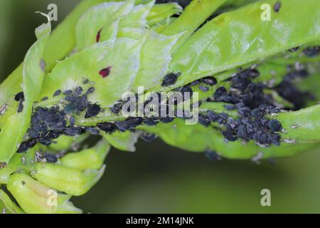 Die Kolonie der Blattläuse der schwarzen Bohnen, Aphis fabae, auf den Pflanzen der FABA-Bohnen. Stockfoto