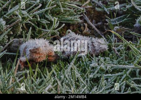 Farlacombe Farm, Bickington, Newton Abbot, Vereinigtes Königreich, 10. 2022 Uhr, Frosty Morning auf den Feldern auf der Farlacombe Farm, bei Newton Abbot. Kredit: Will Tudor/Alamy Live News Stockfoto