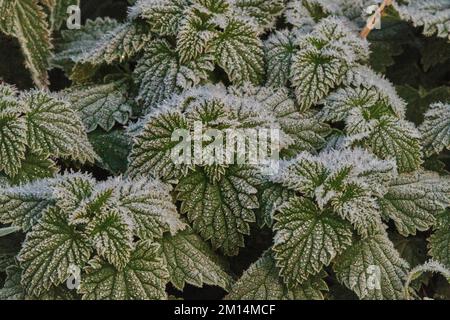 Farlacombe Farm, Bickington, Newton Abbot, Vereinigtes Königreich, 10. 2022 Uhr, Frosty Morning auf den Feldern auf der Farlacombe Farm, bei Newton Abbot. Kredit: Will Tudor/Alamy Live News Stockfoto