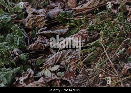 Farlacombe Farm, Bickington, Newton Abbot, Vereinigtes Königreich, 10. 2022 Uhr, Frosty Morning auf den Feldern auf der Farlacombe Farm, bei Newton Abbot. Kredit: Will Tudor/Alamy Live News Stockfoto