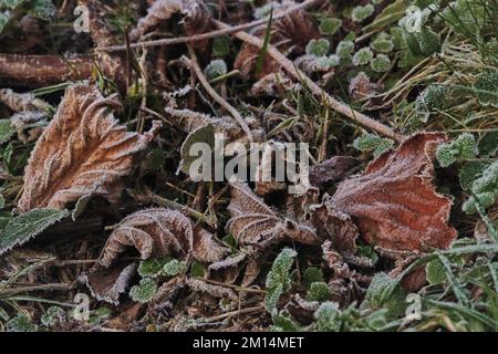 Farlacombe Farm, Bickington, Newton Abbot, Vereinigtes Königreich, 10. 2022 Uhr, Frosty Morning auf den Feldern auf der Farlacombe Farm, bei Newton Abbot. Kredit: Will Tudor/Alamy Live News Stockfoto