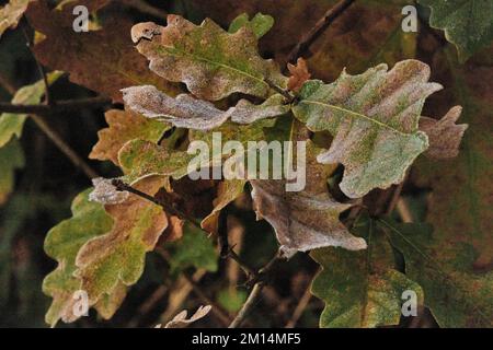 Farlacombe Farm, Bickington, Newton Abbot, Vereinigtes Königreich, 10. 2022 Uhr, Frosty Morning auf den Feldern auf der Farlacombe Farm, bei Newton Abbot. Kredit: Will Tudor/Alamy Live News Stockfoto