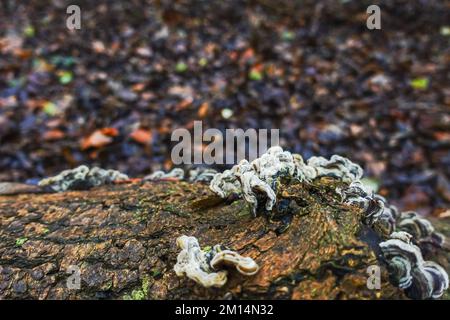 Pilze auf einem Baumstamm mit vielen Blättern auf dem Boden in einem Wald Stockfoto