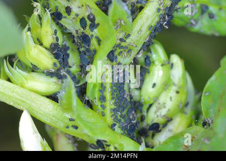 Die Kolonie der Blattläuse der schwarzen Bohnen, Aphis fabae, auf den Pflanzen der FABA-Bohnen. Stockfoto