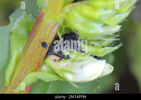 Die Kolonie der Blattläuse der schwarzen Bohnen, Aphis fabae, auf den Pflanzen der FABA-Bohnen. Stockfoto