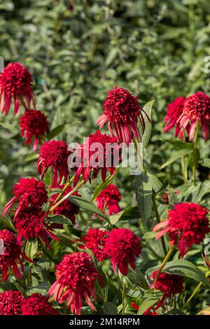 Nahaufnahme eines Echinacea Hot Papaya Blütenkopfes Stockfoto