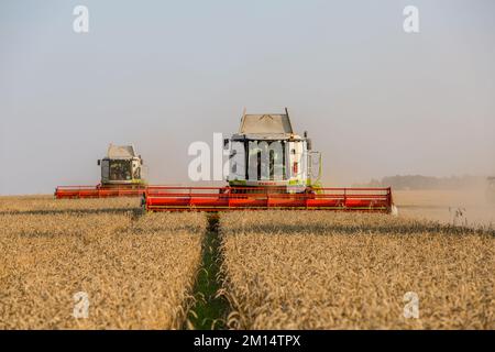Russland, Kazan - 5. august 2020 : Claas Combine Harvester Ernte eine Ernte von Gerste Stockfoto