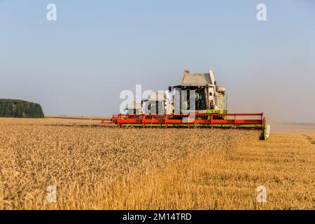 Russland, Kazan - 5. august 2020 : Claas Combine Harvester Ernte eine Ernte von Gerste Stockfoto