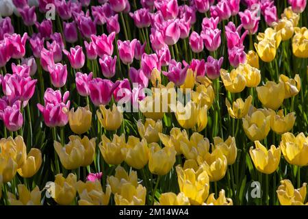 Gelbe und rosa Tulpen im Park Stockfoto