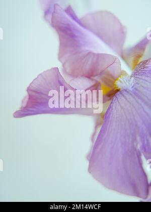 Vertikale Nahaufnahme einer lila deutschen Iris (Iris germanica) mit blauer Wand im Hintergrund Stockfoto