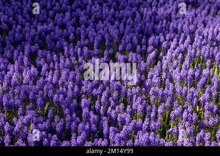 Lila Hyazinthen-Blumen schließen sich Stockfoto