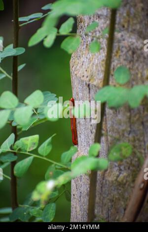 Ein vertikales Bild eines rostigen Millipedes, der auf einem Baumstamm im Garten mit unscharfem Hintergrund krabbelt Stockfoto