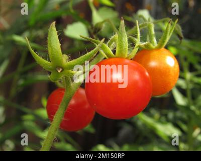 Eine Nahaufnahme von gerissenen Kirschtomaten, die in einem Garten unter Sonnenlicht mit einem verschwommenen Hintergrund wachsen Stockfoto