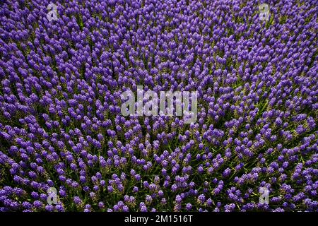 Viele Hyazinthen Blumen in Lila, Draufsicht Stockfoto