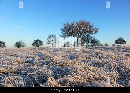 Epsom Downs Surrey, Großbritannien. 10.. Dezember 2022. Bei Temperaturen von minus 4 Grad celsius bei Sonnenaufgang gab es heute heftigen Frost über Epsom Downs. Kredit: Julia Gavin/Alamy Live News Stockfoto