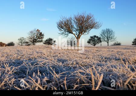 Epsom Downs Surrey, Großbritannien. 10.. Dezember 2022. Bei Temperaturen von minus 4 Grad celsius bei Sonnenaufgang gab es heute heftigen Frost über Epsom Downs. Kredit: Julia Gavin/Alamy Live News Stockfoto