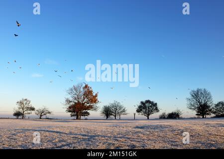 Epsom Downs Surrey, Großbritannien. 10.. Dezember 2022. Bei Temperaturen von minus 4 Grad celsius bei Sonnenaufgang gab es heute heftigen Frost über Epsom Downs. Kredit: Julia Gavin/Alamy Live News Stockfoto