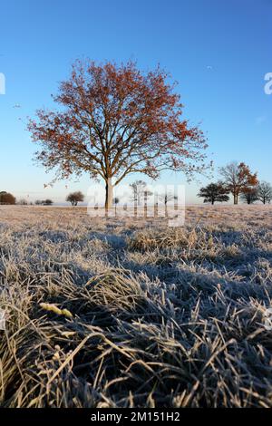 Epsom Downs Surrey, Großbritannien. 10.. Dezember 2022. Bei Temperaturen von minus 4 Grad celsius bei Sonnenaufgang gab es heute heftigen Frost über Epsom Downs. Kredit: Julia Gavin/Alamy Live News Stockfoto