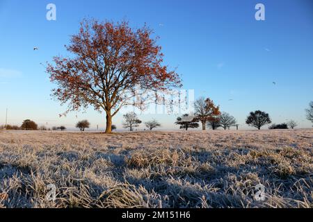 Epsom Downs Surrey, Großbritannien. 10.. Dezember 2022. Bei Temperaturen von minus 4 Grad celsius bei Sonnenaufgang gab es heute heftigen Frost über Epsom Downs. Kredit: Julia Gavin/Alamy Live News Stockfoto