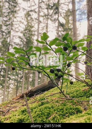 Ein vertikales Bild einer wilden Blaubeerpflanze, die in einem Wald wächst Stockfoto