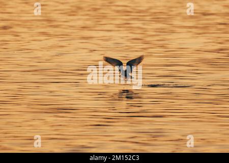 Die Silhouette einer schwarzen Türe, die zur goldenen Stunde auf dem Wasser landet Stockfoto