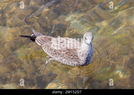 Juvenile Europäische Heringsmull, Larus argentatus schwimmt im Meer in Swanage in Dorset, England Stockfoto