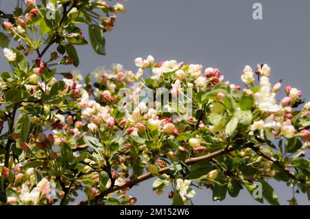 Frühling Apfelbäume in Blüte Stockfoto