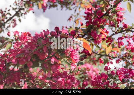 Blühende Apfelbäume mit roten Blumen Stockfoto