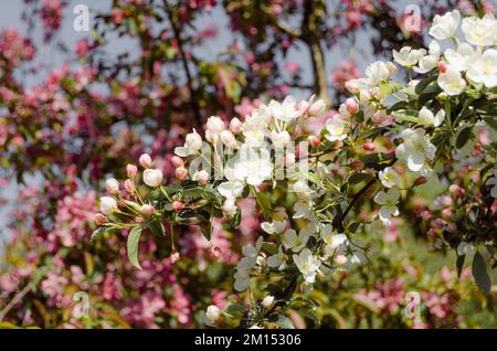 Frühling Apfelbäume in Blüte Stockfoto