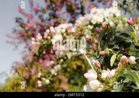 Frühling Apfelbäume in Blüte Stockfoto