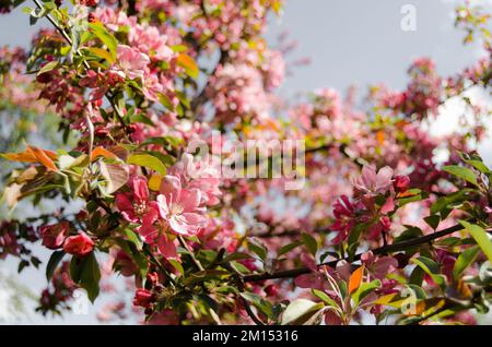 Blühende Apfelbäume mit roten Blumen Stockfoto