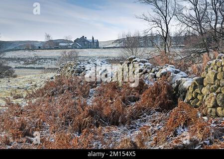 Teesdale, County Durham, Großbritannien. 10.. Dezember 2022 Wetter in Großbritannien. Eine weiße Schicht aus Frost und Eis bedeckt den Boden heute Morgen in Teesdale nach einem weiteren schweren Nachtfrost in Nordostengland. Kredit: David Forster/Alamy Live News Stockfoto