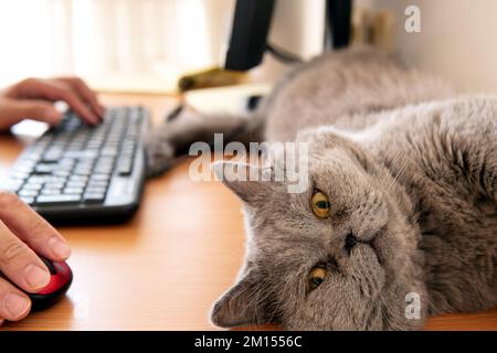 Eine englische Kurzhaarkatze liegt auf dem Tisch neben einem Mann, der an einem Computer arbeitet Stockfoto