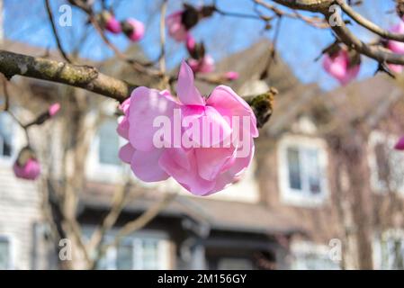 Blühender Magnolienbaum im Hintergrund eines Wohnzentrums Stockfoto