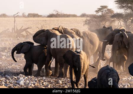 Eine Gruppe von Elefanten, die sich nach einem Bad in einem Wasserloch mit Schmutz bedecken. Etosha-Nationalpark, Namibia. Stockfoto