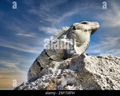 Nahaufnahme eines Leguans, der auf einem Felsen sitzt und sich sonnt, wolkiger Himmel im Hintergrund Stockfoto