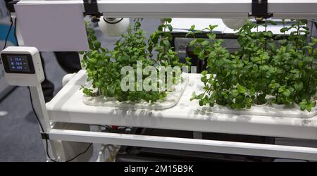 Hydrokultur-System. Ökologischer Pfefferminzanbau im Gewächshausbetrieb. Stockfoto