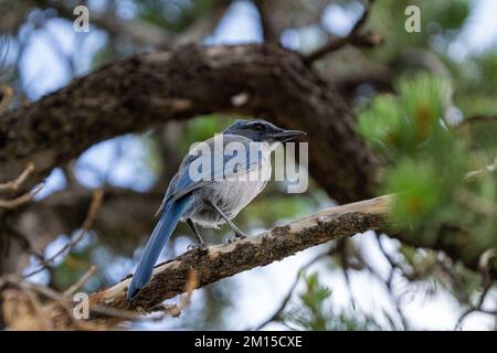 California Scrub Jay sitzt auf einem Ast Stockfoto