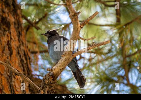 California Scrub Jay sitzt auf einem Ast Stockfoto