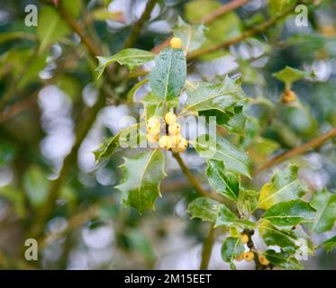 Der gelbbertraute englische Holly Bush auf dem britischen Land Stockfoto