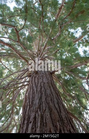 Im Park wächst der Mammutbaum (Sequoiadendron giganteum) oder der Sierran-Mammutbaum. Stockfoto