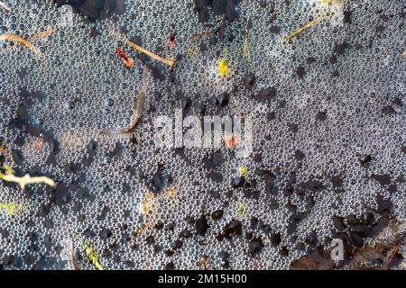 Kaulquappen schwimmen in einem Gartenteich und machen den Wasserschaum mit ihren Bewegungen. Stockfoto