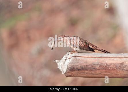 Klaffender Kuckuck (weiblich). Klaffender Kuckuck ist eine Vogelart der Gattung Cacomantis in der Cuckoo-Familie Cuculidae. Es ist asiatisch, Stockfoto