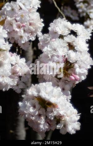 Die zarten rosa Blüten der Kolumnarkirsche scheinen in der Frühlingssonne. Stockfoto